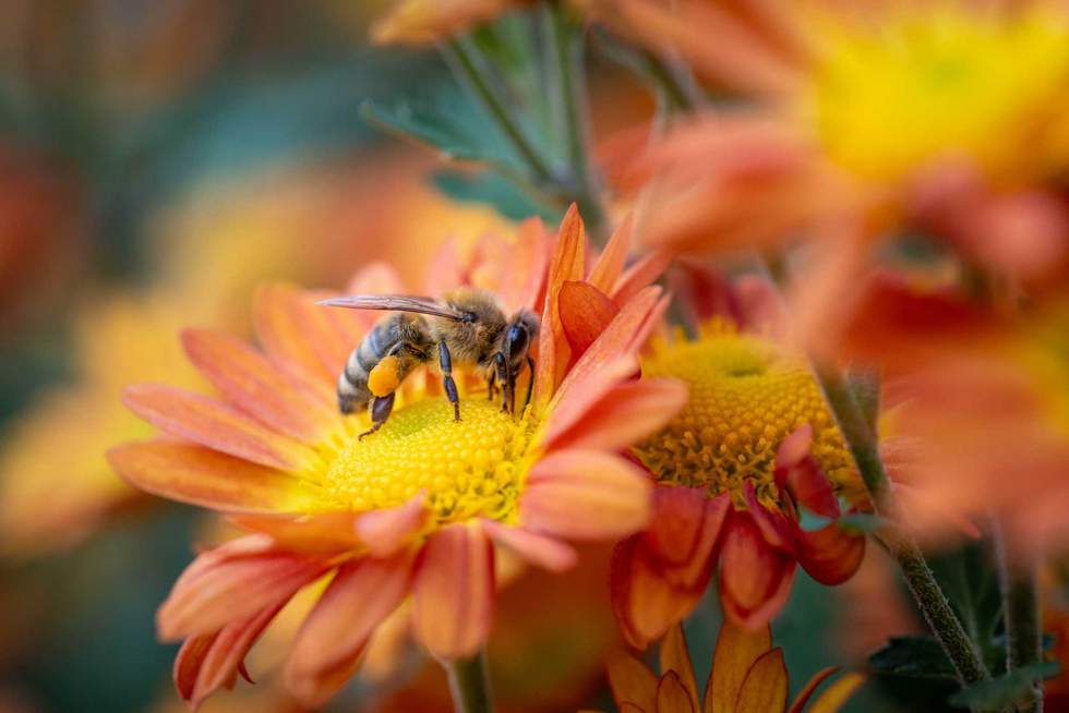 A honey bee is standing in the center of orange and yellow flower collecting pollen. The bright orange pollen can be clearly seen stored on the bee's leg.
