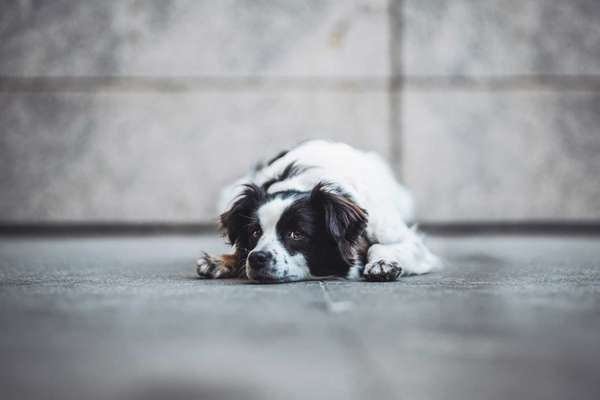 A low-angle shot of a black and white long-haired dog lying flat on the ground. The dog has a sad or peaceful expression, looking slightly to the side. The grey stone background creates a minimalist and moody atmosphere.