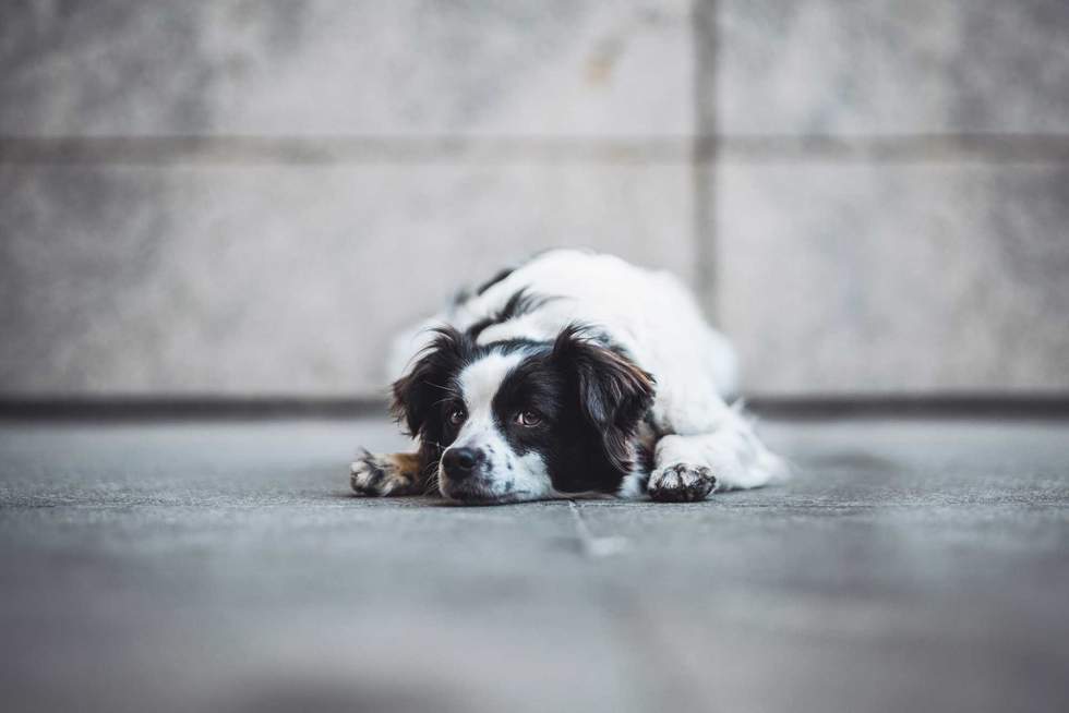 A low-angle shot of a black and white long-haired dog lying flat on the ground. The dog has a sad or peaceful expression, looking slightly to the side. The grey stone background creates a minimalist and moody atmosphere.