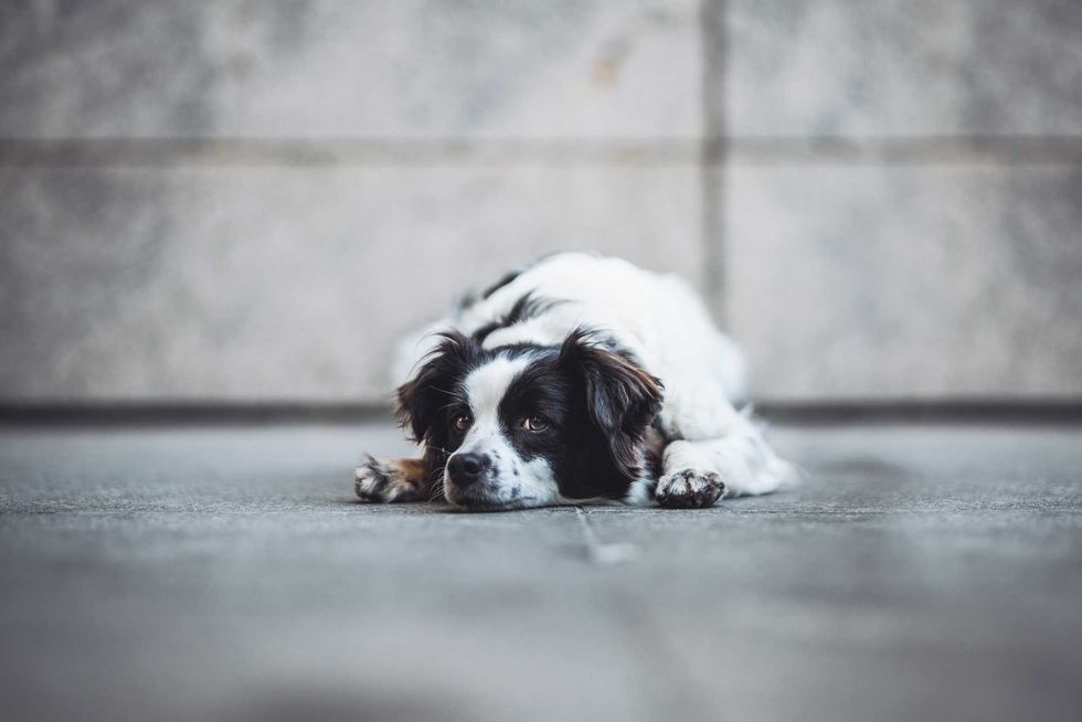 A low-angle shot of a black and white long-haired dog lying flat on the ground. The dog has a sad or peaceful expression, looking slightly to the side. The grey stone background creates a minimalist and moody atmosphere.