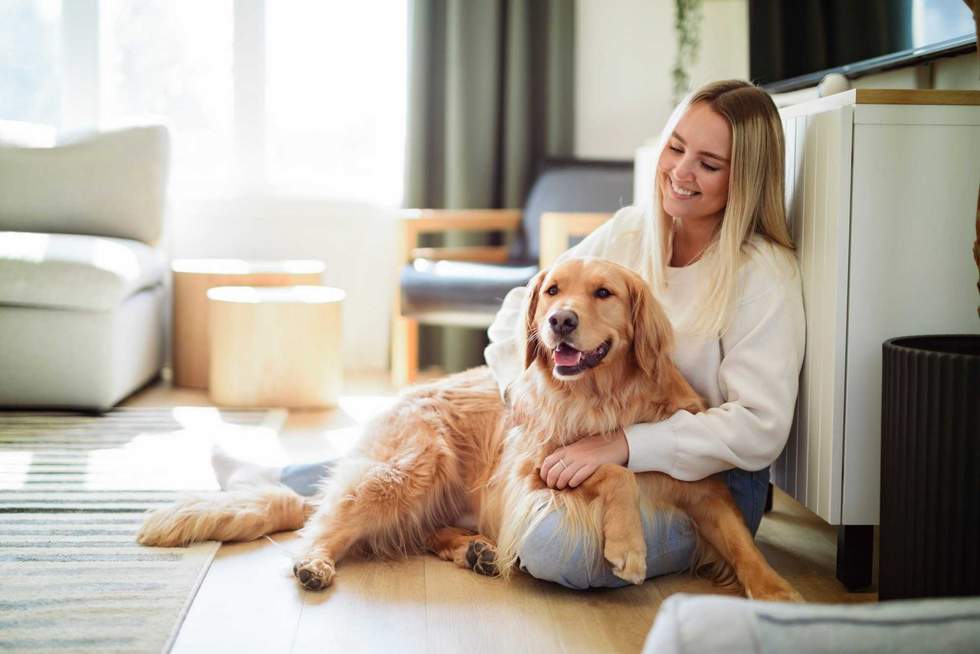 A Portrait of a young woman on the livingroom with golden retriever dog indoors at home.