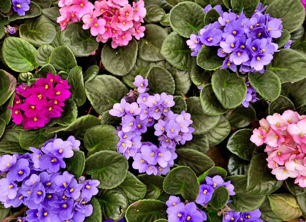 African violet flower background, for florist and summer design