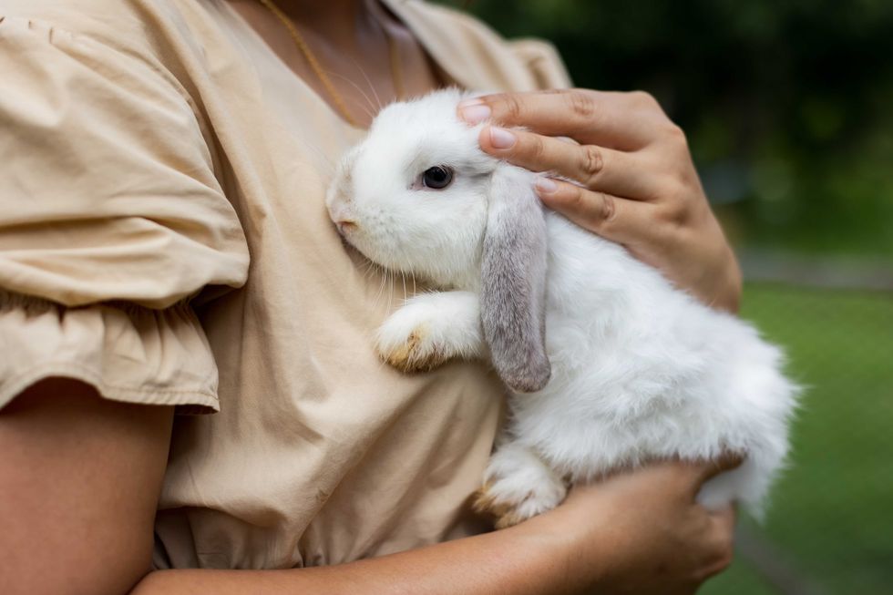Asian woman holding and carrying cute rabbit with tenderness and love. Friendship with cute easter bunny. Happy rabbit with owner.