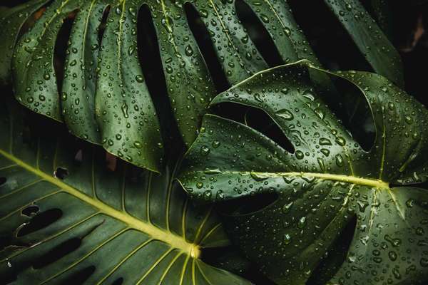 Beautiful monstera deliciosa leaf with rain drops close-up.