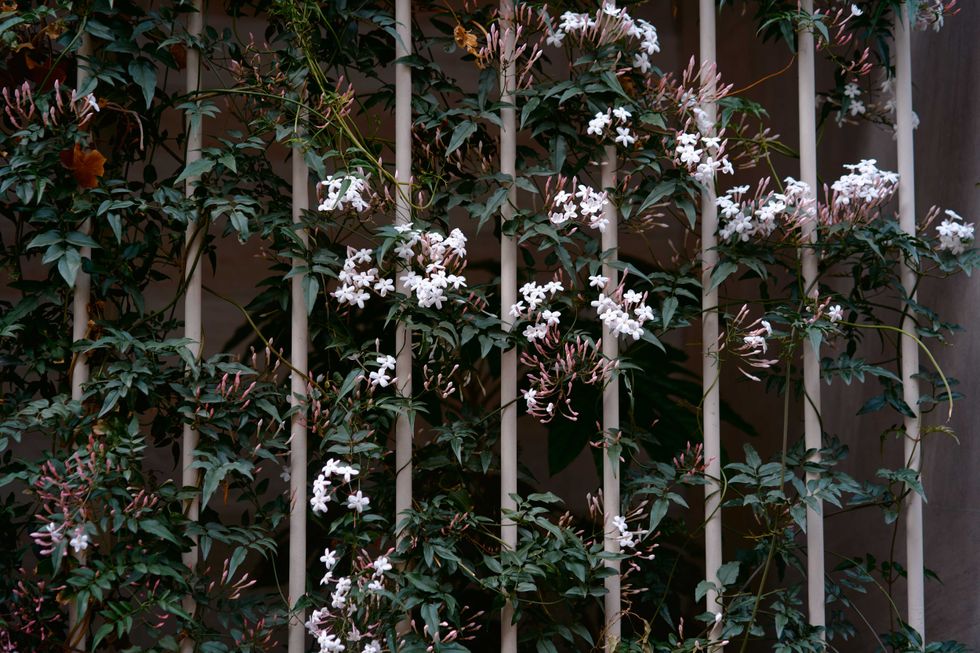 Beautiful white jasmine flowers intertwining on a vertical structure, illustrating nature's artistry and resilience. The greenery and blossoms provide a serene and intimate natural ambiance.