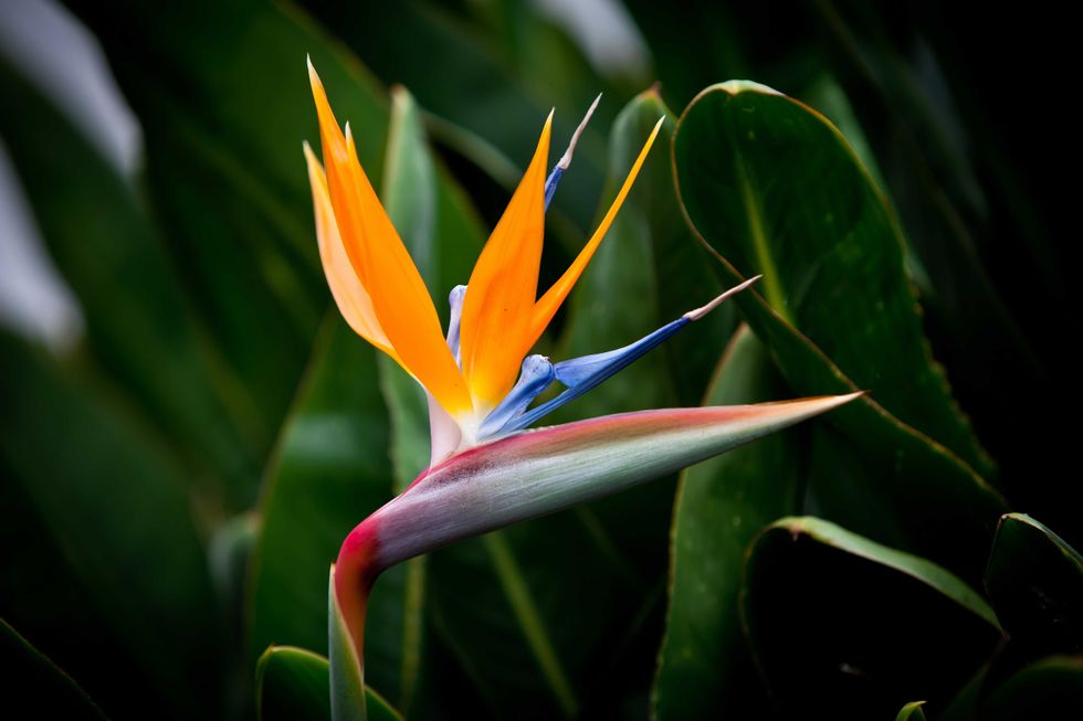 bird of paradise flower on green background