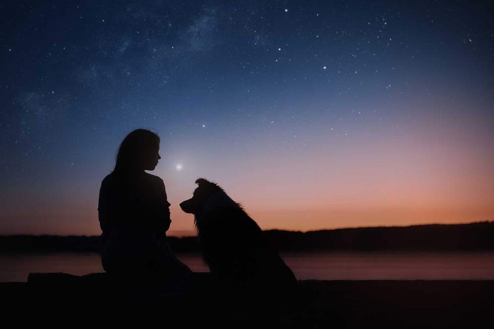Black silhouettes of a girl and Border collie dog on the star night background