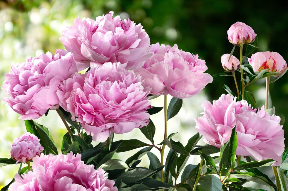 Bouquet of Pink Pionies closeup on a blurred green background