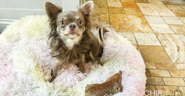 Chip Chick - pictured above is Brooklyn with her coveted chew from Farm Hounds