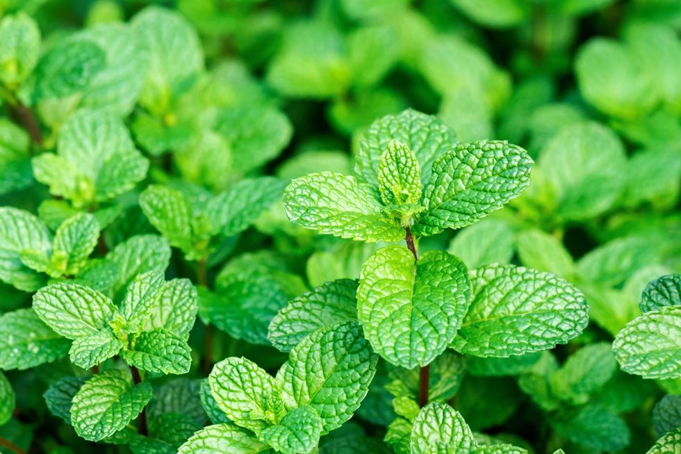 Close up of fresh mints growing in the vegetable garden