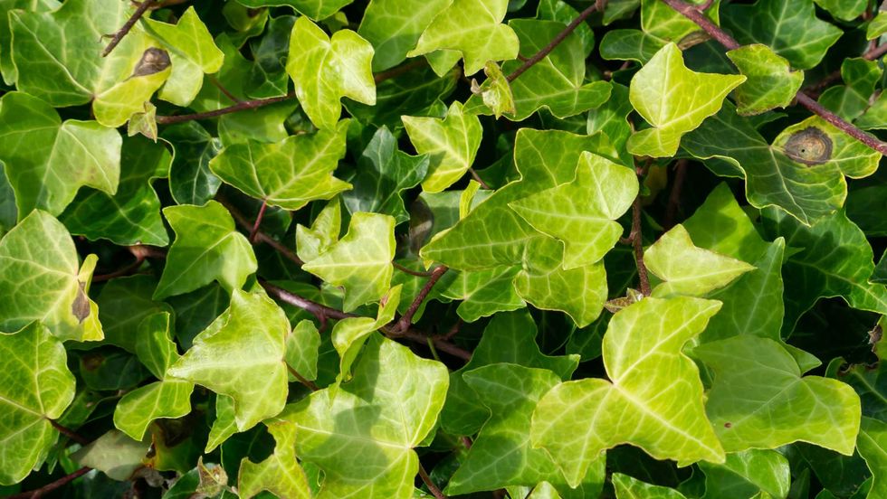 Close up of green ivy leaves (hedera helix).