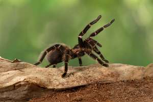 Closeup female of Spider Tarantula (Lasiodora parahybana) in threatening position. These spiders considered to be the third largest tarantula in the world. Females can live up to 25 years.