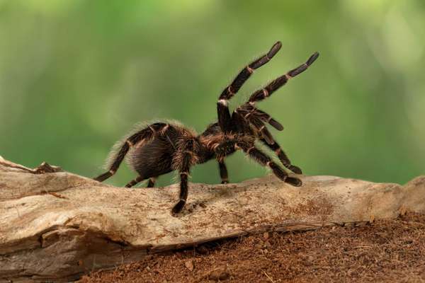 Closeup female of Spider Tarantula (Lasiodora parahybana) in threatening position. These spiders considered to be the third largest tarantula in the world. Females can live up to 25 years.
