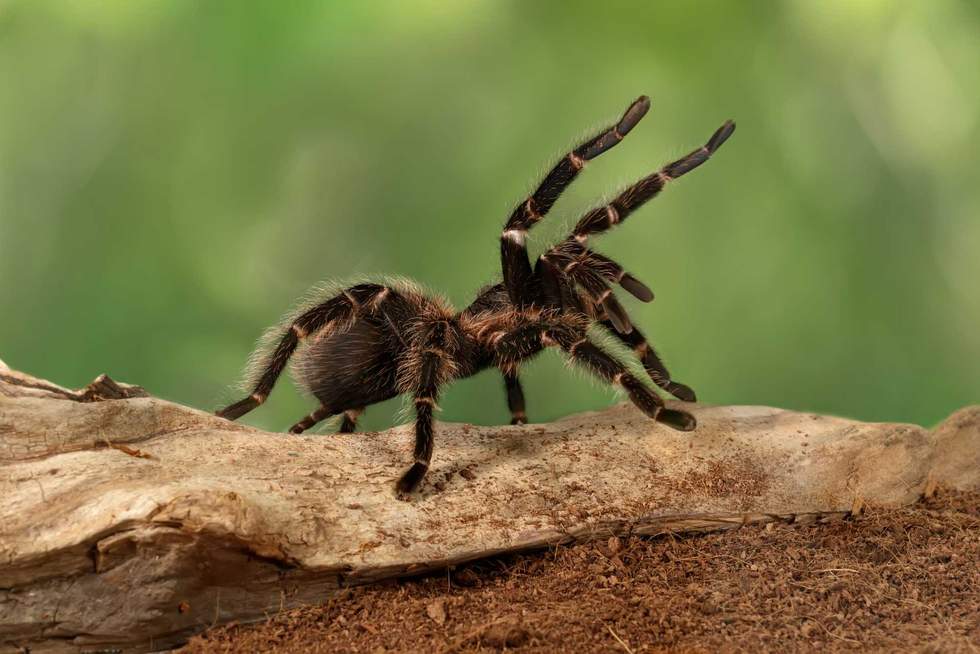 Closeup female of Spider Tarantula (Lasiodora parahybana) in threatening position. These spiders considered to be the third largest tarantula in the world. Females can live up to 25 years.
