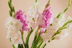 Closeup picture of beautiful bouquet of gladiolus flowers against beige background