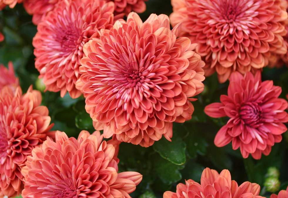 Coral colored mums (macro)