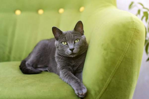 Cute gray cat laying stretched out, relaxing on the sofa. Portrait of elegant Russian Blue Cat