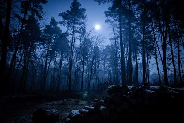 Dark night forest