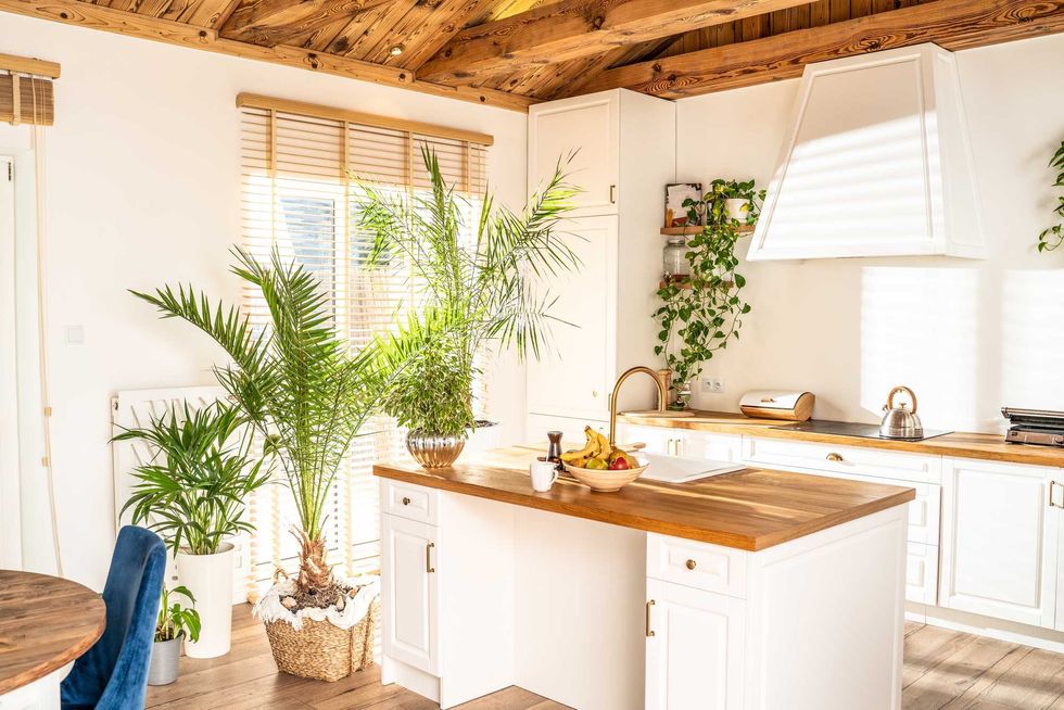 Designer white kitchen with a lot of home plants. Sun rays shining through the window. Wooden elements.