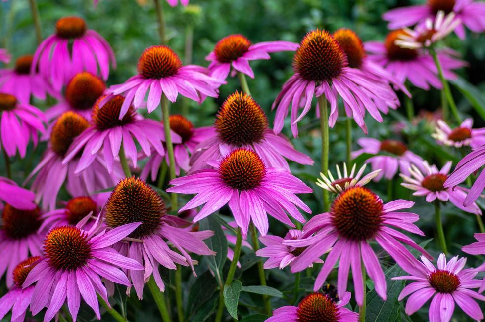Echinacea purpurea flowering coneflowers, group of ornamental medicinal plants in bloom, spiny center