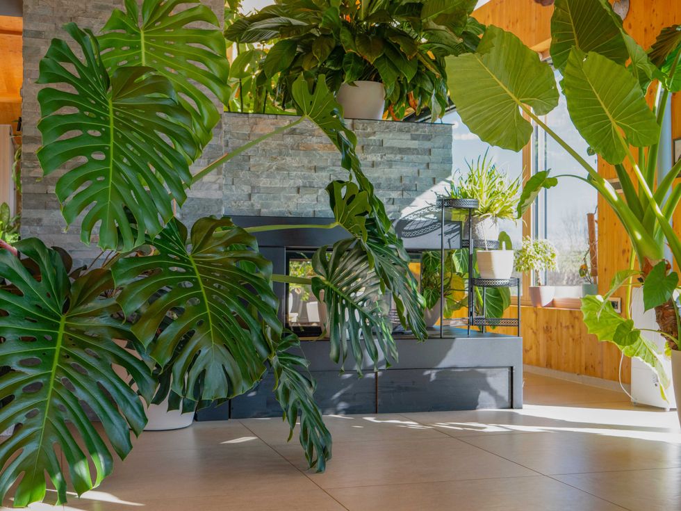 Enormous Monstera deliciosa houseplant draping across a bright, modern interior. Swiss cheese plant with unique perforated leaves in an indoor jungle ambiance. Relaxing living space with tropical vibe