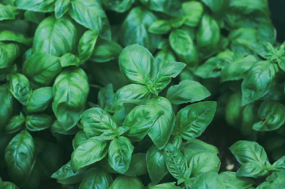 Fresh basil leaves. Top views. Natural background. Selective focus.