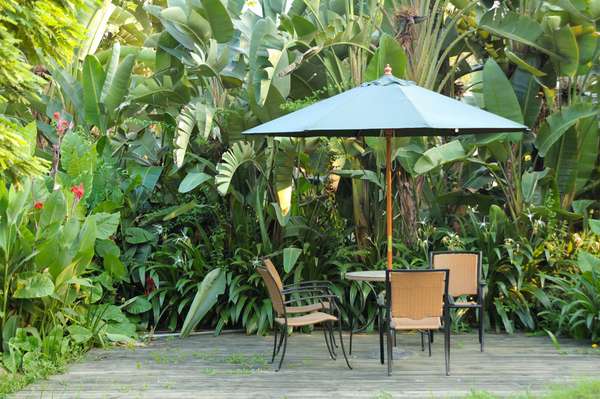 Garden furniture - rattan chairs and table under umbrella on a wooden floor by the banana trees background at garden