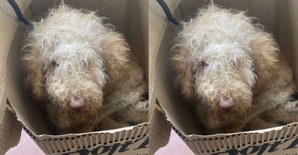 GoFundMe - pictured above is Goldilocks