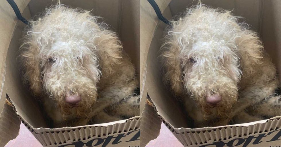 GoFundMe - pictured above is Goldilocks