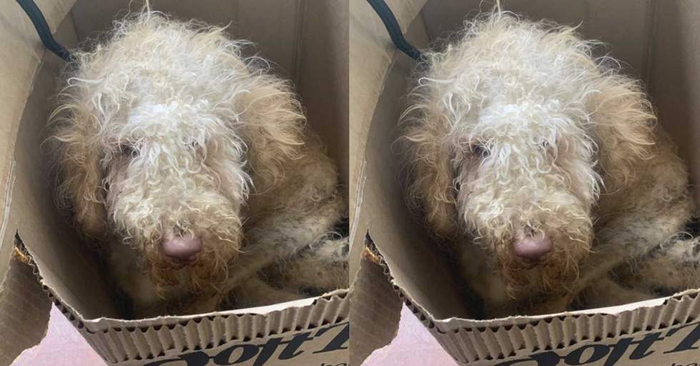 GoFundMe - pictured above is Goldilocks