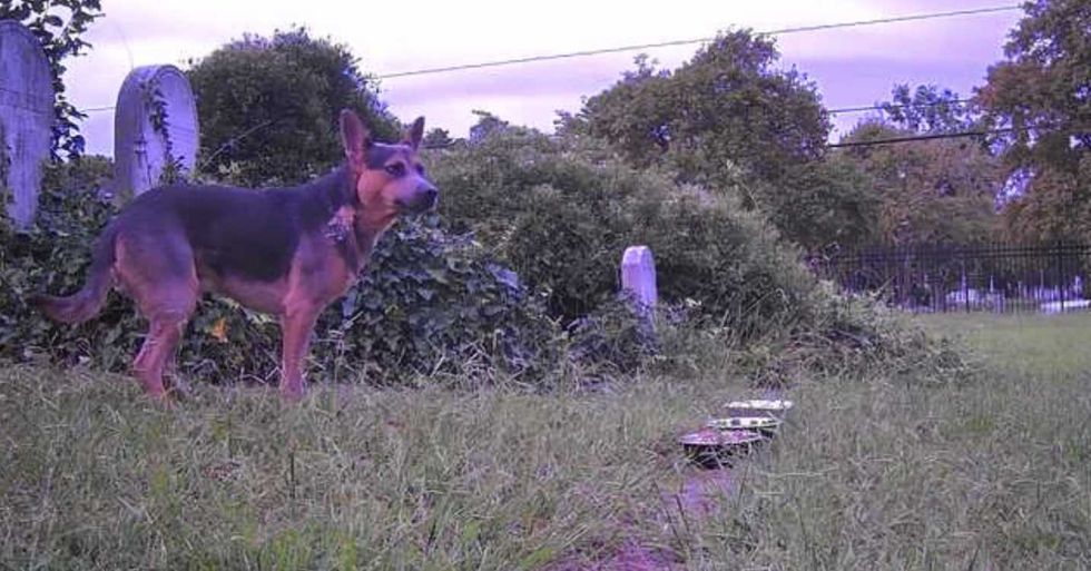 GoFundMe - pictured above is Lucky standing in the cemetery