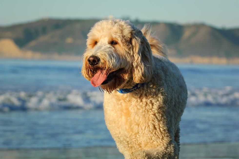 Goldendoodle dog outdoor portrait by ocean