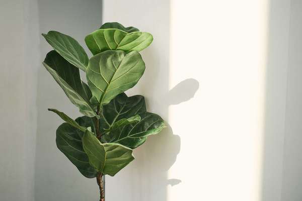Green leaves of Fiddle Fig or Ficus Lyrata. Fiddle-leaf fig tree the popular ornamental tropical houseplant on white wall background,, Air purifying plants for home, Houseplants With Health Benefits