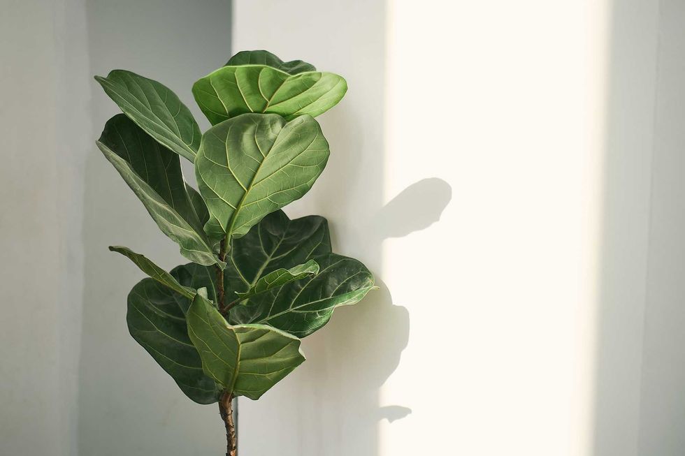Green leaves of Fiddle Fig or Ficus Lyrata. Fiddle-leaf fig tree the popular ornamental tropical houseplant on white wall background,, Air purifying plants for home, Houseplants With Health Benefits