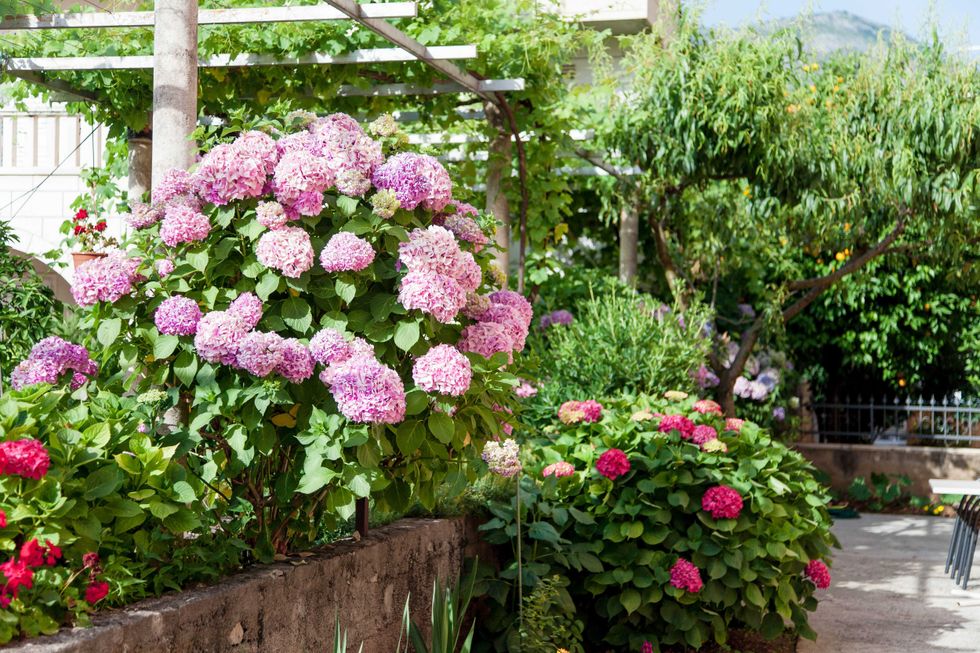 Hydrangea flowers garden on backyard. Pink, lilac, purple bushes blooming in countryside and town streets in spring and summer in Croatia.