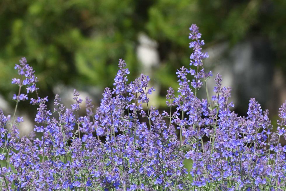 Nepeta Racemosa or catnip - flowering plant used in the landscape design