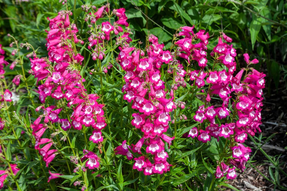 Penstemon 'Pensham Marilyn' a summer autumn fall flowering plant with a pink white summertime flower, stock photo image