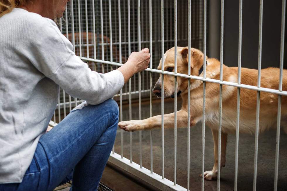 Pet adoption. Woman choosing dog from animal shelter. Cute abandoned and rescued retriever in dog pound