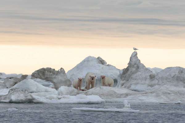 Polar Bears of Wrangel Island