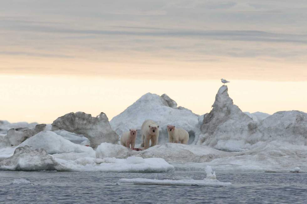 Polar Bears of Wrangel Island