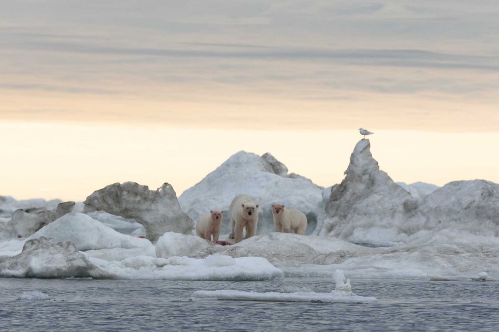 Polar Bears of Wrangel Island