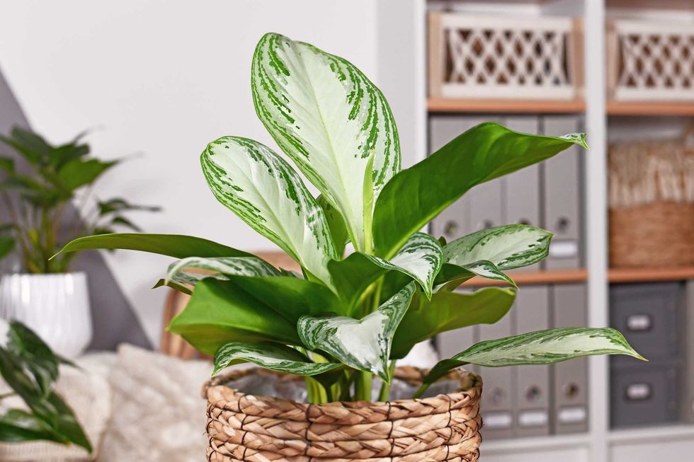 Potted tropical 'Aglaonema Silver Bay' houseplant with silver pattern in basket