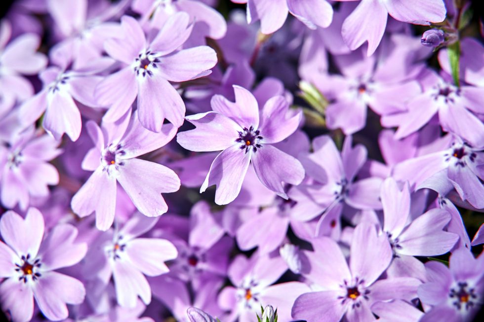 purple phlox flowers in the garden in early spring, Poland