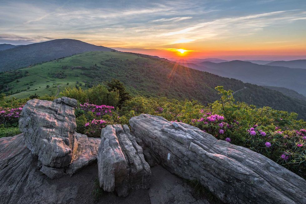 rhododendron bloom along the appalachian trail in tennessee