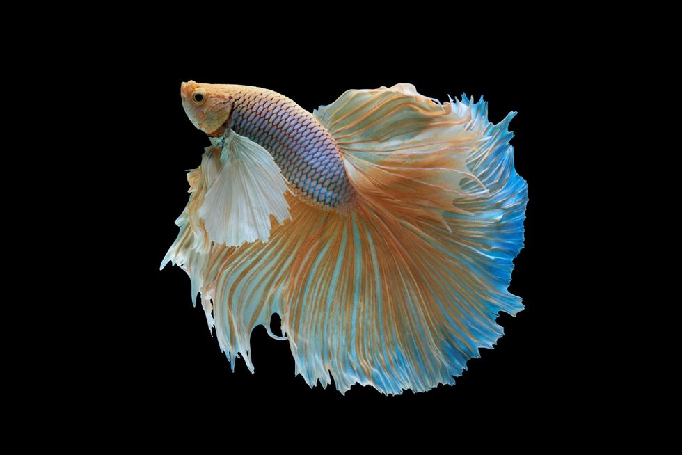 Siamese fighting fish isolated on black background,Yellow Half moon betta fish