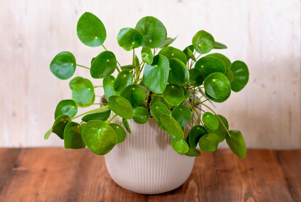 Small Pilea Peperomioides house plant in a gray pot in front of a black wall, Chinese money plant, copy space, the Chinese money plant or missionary plant