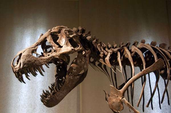 Tyrannosaurus Rex skeleton - detail of head