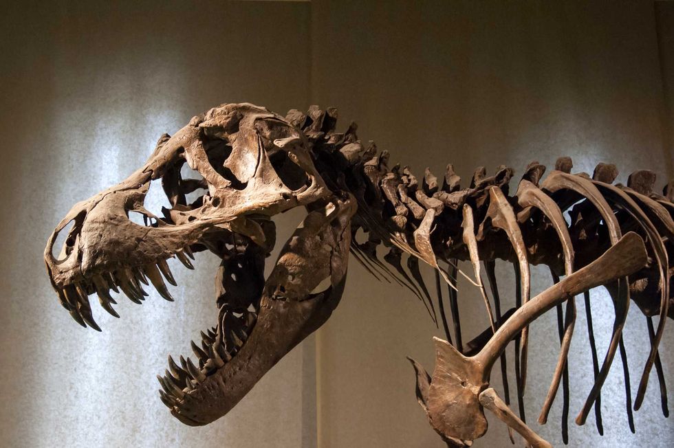 Tyrannosaurus Rex skeleton - detail of head